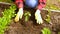 Hand of gardener seedling young vegetable plant in the fertile soil. Woman's hands in yellow gloves and red shirt is