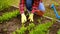 Hand of gardener seedling young vegetable plant in the fertile soil. Woman's hands in yellow gloves and red shirt is