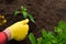 Hand of gardener seedling young vegetable plant in the fertile soil. Woman& x27;s hands in yellow gloves and red shirt is