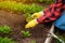 Hand of gardener seedling young vegetable plant in the fertile soil. Woman& x27;s hands in yellow gloves and red shirt is