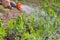 Hand of gardener watering green peas