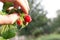 Hand gather raspberries on a bush. Close up of raspberry cane. Summer garden in village. Growing berries harvest at farm