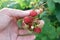 Hand gather raspberries on a bush. Close up of raspberry cane. Summer garden in village. Growing berries harvest at farm