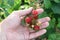 Hand gather raspberries on a bush. Close up of raspberry cane. Summer garden in village. Growing berries harvest at farm