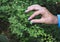 Hand gathering blueberries in the forest