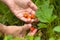 Hand gathering of forest strawberries, closeup