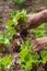 Hand gathering lettuce, close up