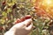 Hand gathering sweetbrier or eglantine or dog-rose