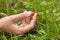 Hand gathering of wild strawberries