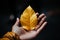 Hand gently holds a golden leaf, a symbol of autumn\\\'s fleeting beauty