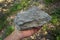 Hand of a geologist holding a raw specimen of gneiss metamorphic rock stone.
