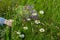 Hand of Girl with bouquet of beautiful wildflowers on background of summer meadow with chamomiles, clover. Concept of