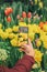 Hand of girl holding smartphone and taking photo of bright colorful tulips. Modern technology and spring nature