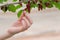 Hand girl picked mulberries