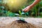 Hand give water tree In the hands of trees growing seedlings. Bokeh green Background Female hand holding tree on nature field gras