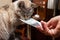 Hand gives euro bill to fluffy gray cat