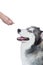 Hand giving dog teat to Cute Fluffy Siberian Husky dog