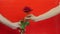 Hand is giving one single red rose to female for St. Valentine`s Day. Hand holds rose flower, close up. Man gives red flower to wo