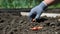 The hand of a gloved farmer woman sowing onions in an organic garden