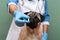 Hand in gloves holding pills and close-up medicine and medications that are important in dogs. pet treatment and medical food