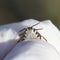 Hand in gloves holds harmful contagious insect mite removed from