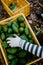 Hand with gloves working taking some avocados from a box