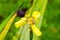 Hand of God yellow orchid