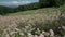 Hand goes through the field full of flowers