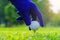 Hand Golfer hold Golf ball with tee ready to be shot at golf court