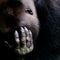 Hand of a gorilla, gorilla silverback showing hand with fingers, skin, nails in front of face