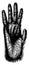 Hand of gorilla, vintage engraving