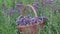 Hand grabbing a basket full of blooming oregano