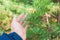 Hand with green pine needles close-up against the forest background.