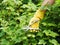 Hand with green pruner in the garden.