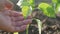 Hand with green young plant growing in soil. Hands of the men were planting the seedlings. Agriculture and Seedling