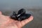 Hand with group of live mussels clams, low tide in North sea