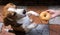 Hand of a hand is giving a donut to the dog Which people`s food can be dangerous for dogs Which may cause illness Or died in