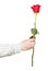 Hand handing one flower - red rose isolated