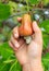 Hand harvesting Cashew fruit on tree