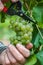 Hand harvesting Chardonnay grapes