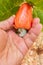 Hand harvesting Red Cashew fruit on tree