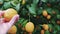Hand harvesting ripe lemon perfect for vegetarian food fresh citrus from garden Citrus fruit collection, highlighting