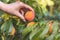 Hand harvesting ripe peach from tree