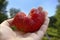 Hand with a heart of strawberries