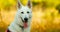 Hand-held Shooting, Hand-held Shot. Close Up White Swiss Shepherd Dog Berger Blanc Suisse. The Berger Blanc Suisse is a