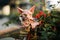 A hand helps Sphinx hairless cat stand up, the cat looks at flowers