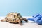 the hand of the herpetologist`s veterinarian ointment covers the shell of the turtle,