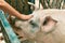 Hand of hispanic woman caressing adorable pig at the farm