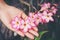 Hand hold Azalea flowers, Impala Lily or Desert Rose or Mock Azalea, beautiful pink flower in garden.