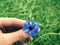 Hand hold blue cornflower in blossom. Green ripe oilseed field